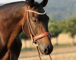 horse Jasper (German Sport Horse, 2008, from Shadow Jumper)