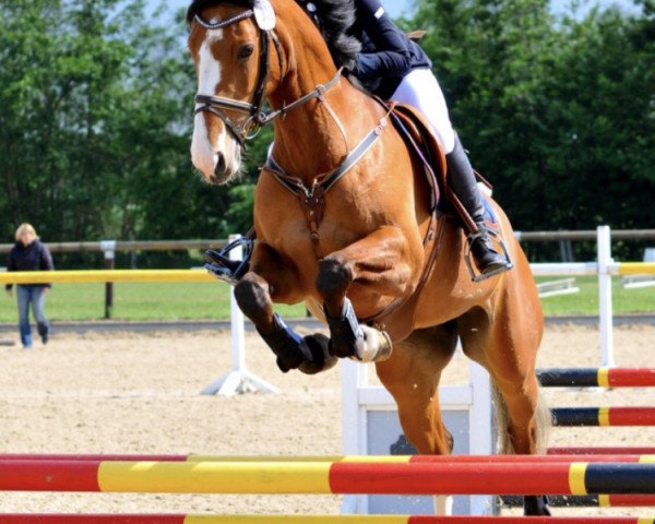 Zuchtstute Farina (Hessisches Warmblut, 2002, von For Keeps)