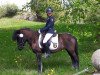 dressage horse Frl.smilla (Pony without race description, 2000)