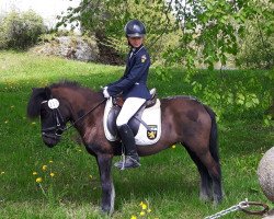 dressage horse Frl.smilla (Pony without race description, 2000)