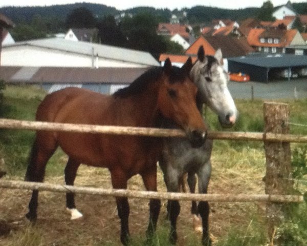 broodmare Uma Thurman (Holsteiner, 2004, from Lansing)