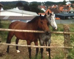 broodmare Uma Thurman (Holsteiner, 2004, from Lansing)