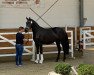 dressage horse Der Winzerk"nig (Hanoverian, 2018, from Dostojewski)