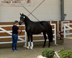 dressage horse Der Winzerk"nig (Hanoverian, 2018, from Dostojewski)