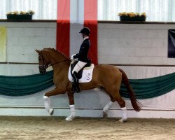 dressage horse Broadway von Borsalino x Weltmeyer x Hohenstein (Hanoverian, 2017, from Borsalino)