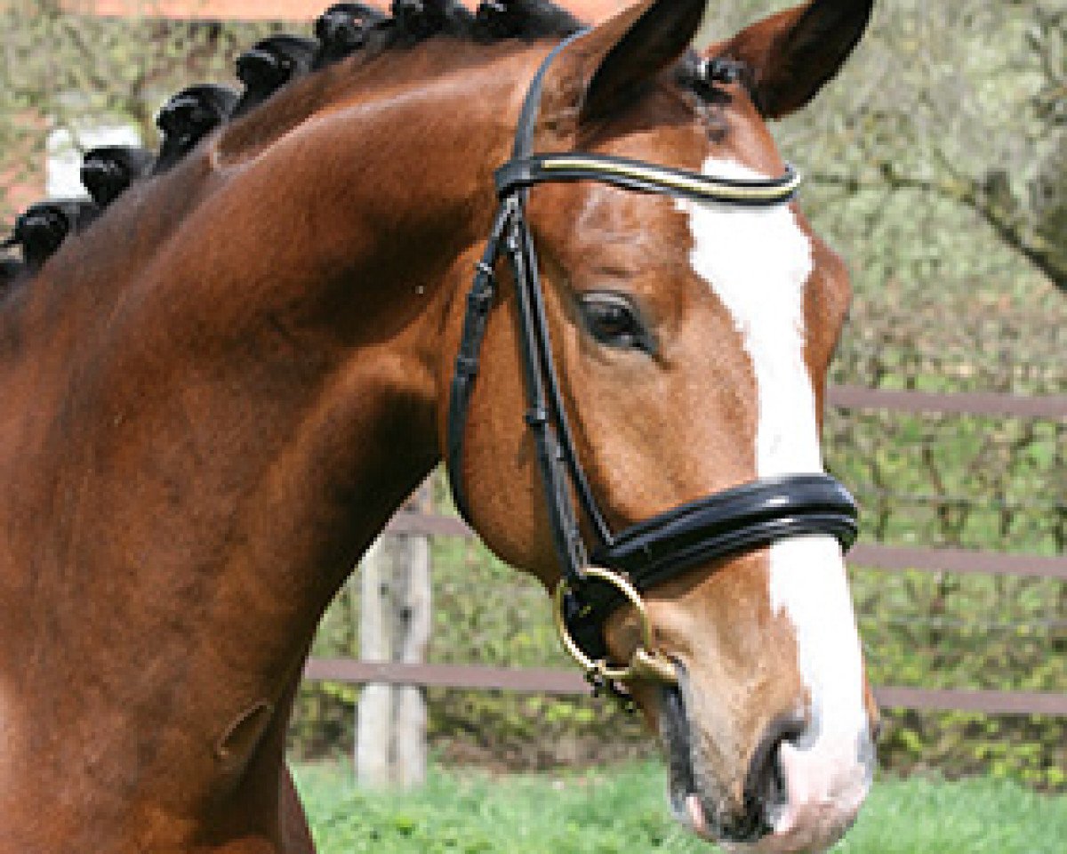 dressage horse Le Beau 66 (Westphalian, 2009, from Lissaro)