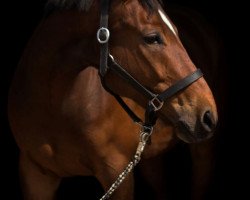 dressage horse Bailando 54 (Hanoverian, 2010, from Bonifatius)