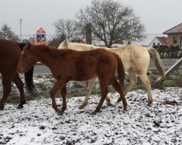 Pferd Texas Slidemen (Quarter Horse, 2018)