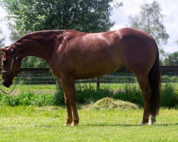 Pferd UG Sweet Lena Chex (Quarter Horse, 2011)