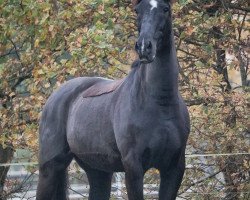 horse Orlando 194 (German Warmblood,  , from Opal x)