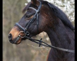 dressage horse Bo 1 (German Riding Pony, 2002, from Black Boy)