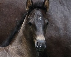 broodmare Lady Vivaldi (Hanoverian,  , from Le Vivaldi)