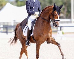 dressage horse Chipoli LH (KWPN (Royal Dutch Sporthorse), 2007, from Sir Donnerhall I)