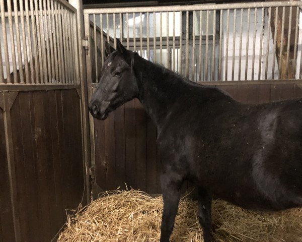 broodmare Golden Morning (Hanoverian, 2015, from Goldfever II)