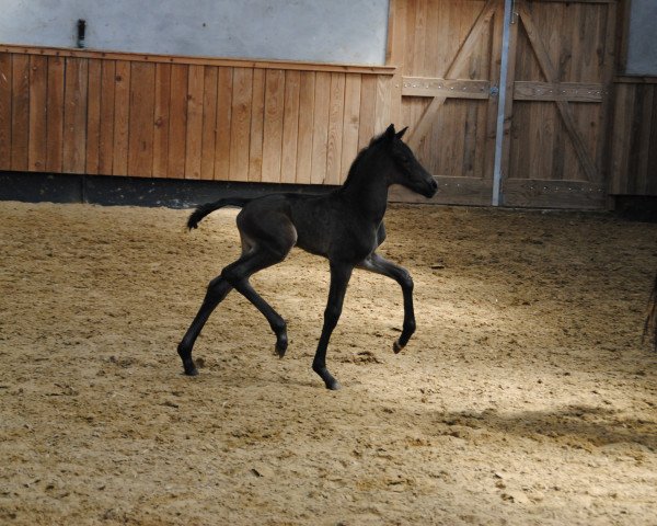 dressage horse Fidelis PG (German Warmblood, 2021, from Finest)