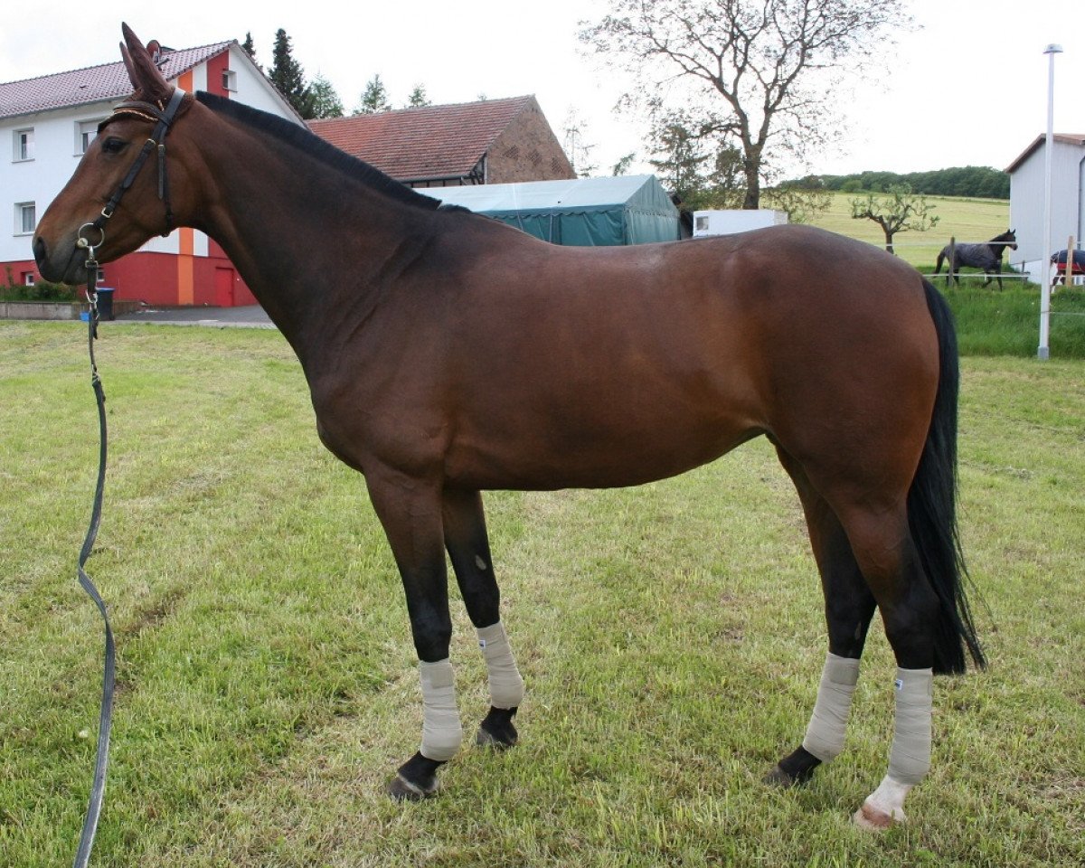 Zuchtstute For Glory (Hannoveraner, 2007, von For Edition)