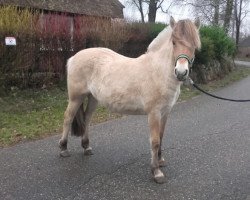 Pferd Fine (Fjordpferd, 2017, von Gandalf)