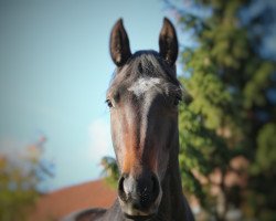 jumper Galaxy Top (Hanoverian, 2015, from Grey Top)