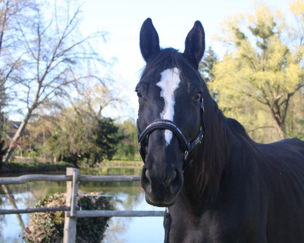 broodmare High Desteny (Württemberger, 2009, from High Spirits)