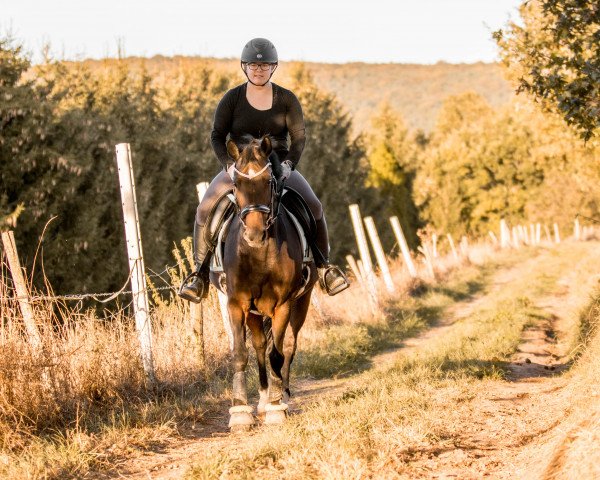 broodmare Kella (German Riding Pony, 2008, from Hilkens Black Delight)