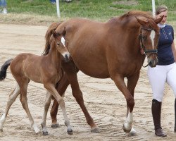 dressage horse Bermuda (Mecklenburger, 2018, from Bernay)