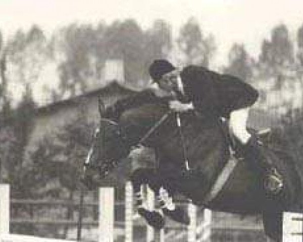 broodmare Loteusi (Royal Warmblood Studbook of the Netherlands (KWPN), 1970, from Uppercut xx)