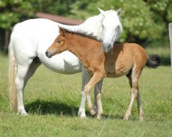 Pferd Glaskopf Iestyn (Connemara-Pony, 2018, von Glaskopf Iwyn)