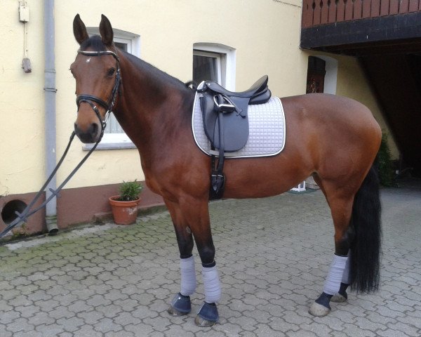 dressage horse GCD Cleo (Westphalian, 2004, from Celvin)