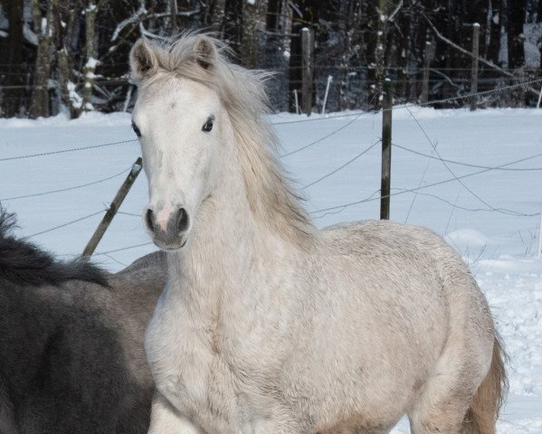 Pferd Loxleigh Fawn (Connemara-Pony, 2019, von Contepomi Cashel)