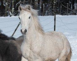 horse Loxleigh Fawn (Connemara Pony, 2019, from Contepomi Cashel)