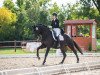 dressage horse Show Man M (Austrian Warmblood, 2003, from Show Star)