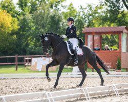 dressage horse Show Man M (Austrian Warmblood, 2003, from Show Star)