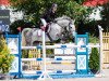 jumper La Coruna (Polish Warmblood, 2008, from Corland)