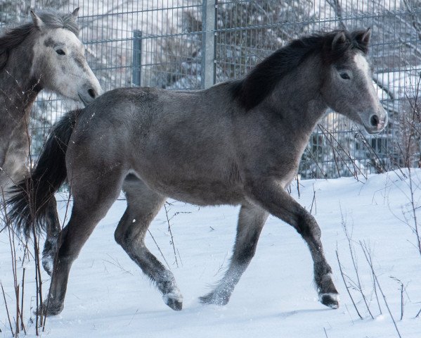 Pferd Loxleigh Flora (Fjordpferd, 2019, von Contepomi Cashel)