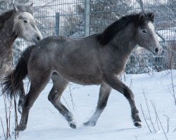 horse Loxleigh Flora (Fjord Horse, 2019, from Contepomi Cashel)