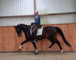 dressage horse Stute von Livaldon/Lauries Crusador (Hanoverian, 2015, from Livaldon)