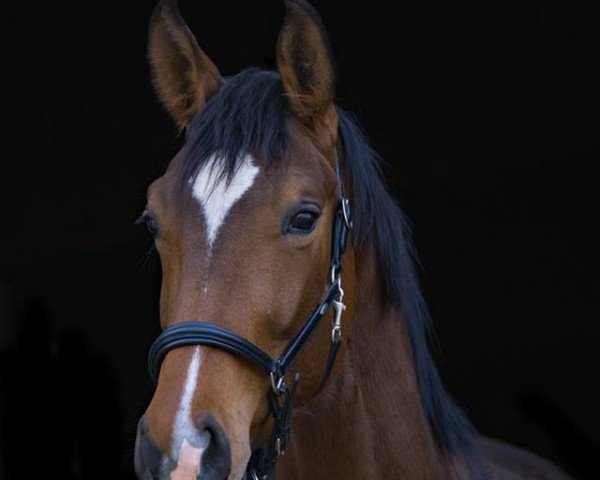 dressage horse Frau Disney (Hanoverian, 2014, from Tannenhof's Fahrenheit)