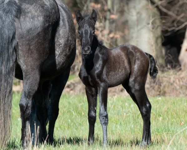 horse Glaskopf Iarla (Connemara Pony, 2020, from Glaskopf Iwyn)