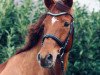 dressage horse Hary Bo (Hanoverian, 2009, from Hochadel)