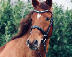 dressage horse Hary Bo (Hanoverian, 2009, from Hochadel)