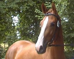 broodmare Fame M (Rhinelander, 2004, from Ferragamo)