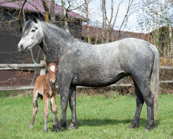 broodmare Glaskopf Grey Jane (Connemara Pony, 2015, from Glaskopf Iwyn)