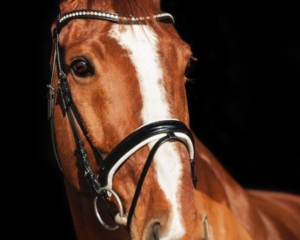 dressage horse Robbie 25 (Hanoverian, 2004, from Robespierre)