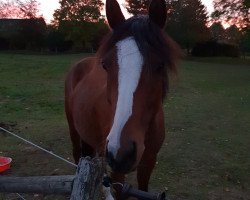 Pferd Netty (Nederlands Rijpaarden en Pony, 2014, von Karlos)