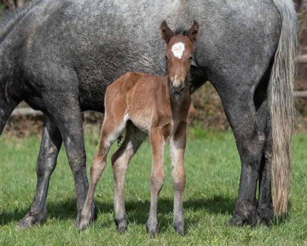 horse Glaskopf Jared (Connemara Pony, 2021, from Woodfield Cracker Jack)