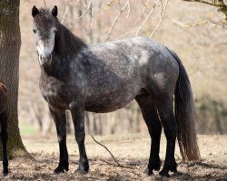 broodmare Glaskopf Grey Csilla (Connemara Pony, 2015, from Glaskopf Iwyn)