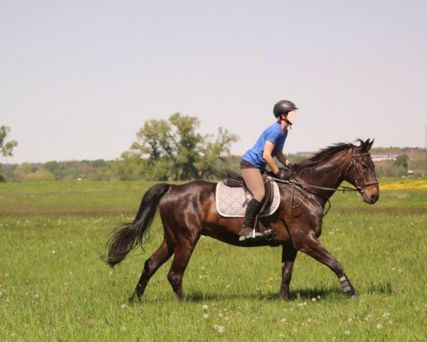 horse Sonic (Saxony-Anhaltiner, 1997, from San Juan)