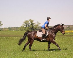 Pferd Sonic (Sachsen-Anhaltiner, 1997, von San Juan)