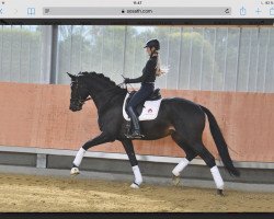 dressage horse Hondura-S (Oldenburg, 2016, from Honoré du Soir)