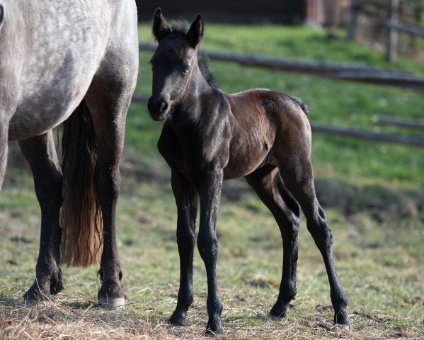 horse Glaskopf Grey Callie (Connemara Pony, 2021, from Woodfield Cracker Jack)